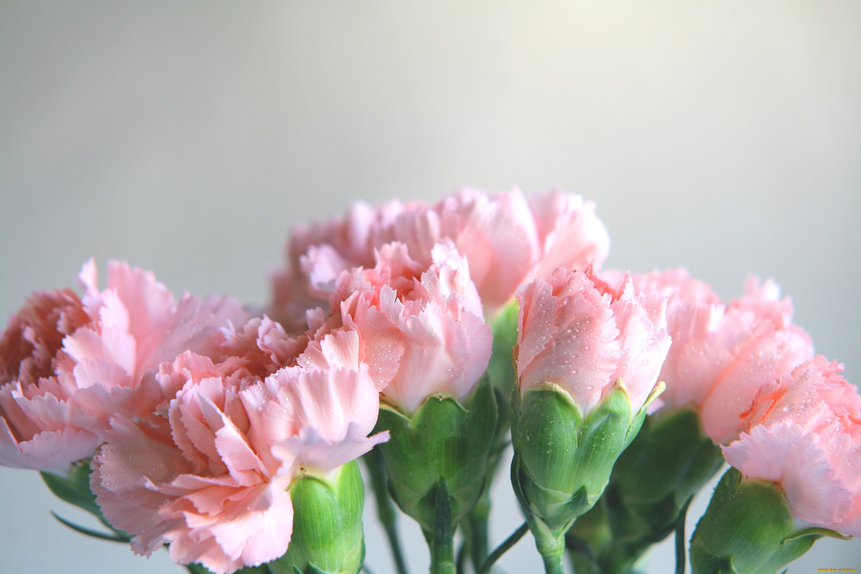 Гвоздики Цветы Розовые